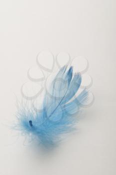 A blue feather on a white background.