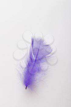 A purple feather on a white background.