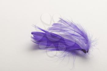A purple feather on a white background