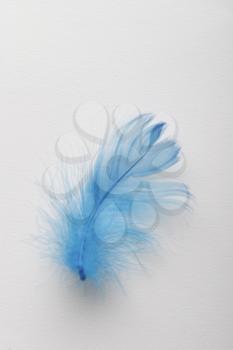 A blue feather on a white background.