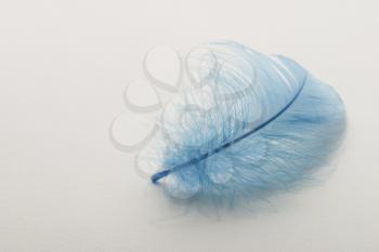 Blue feather on a white background.