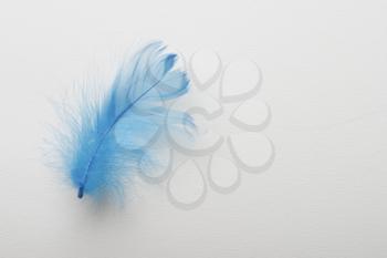 A blue feather on white background.