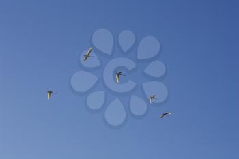 Tern Stock Photo