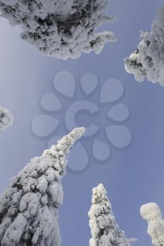 Snow Stock Photo