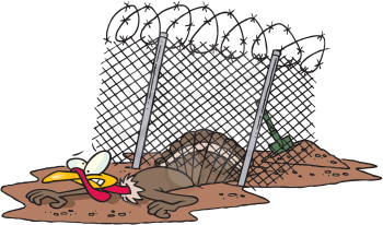 Royalty Free Clipart Image of a Turkey Escaping Under a Barbed Wire Fence