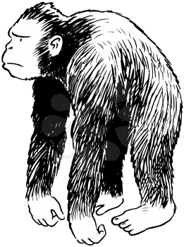 Royalty Free Clipart Image of an Ape