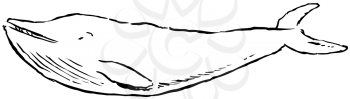 Royalty Free Clipart Image of a Blue Whale