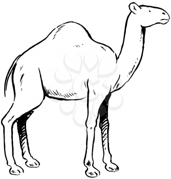 Royalty Free Clipart Image of a One-Hump Camel From the Side