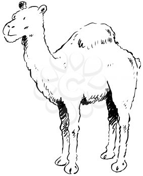 Royalty Free Clipart Image of a One-Humped Camel