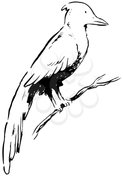 Royalty Free Clipart Image of a Cardinal