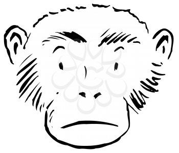 Royalty Free Clipart Image of a Chimp's Face