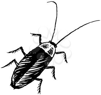 Royalty Free Clipart Image of a Cockroach