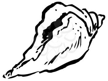 Royalty Free Clipart Image of a Conch