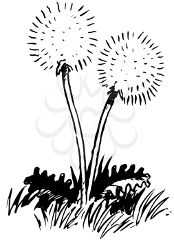 Royalty Free Clipart Image of Dandelions