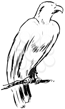 Royalty Free Clipart Image of a Hawk