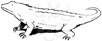 Royalty Free Clipart Image of a Lizard
