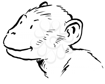 Royalty Free Clipart Image of a Monkey's Face