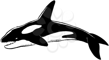 Royalty Free Clipart Image of a Killer Whale