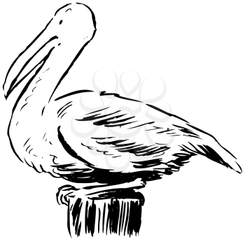 Royalty Free Clipart Image of a Pelican