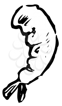 Royalty Free Clipart Image of
a Shrimp