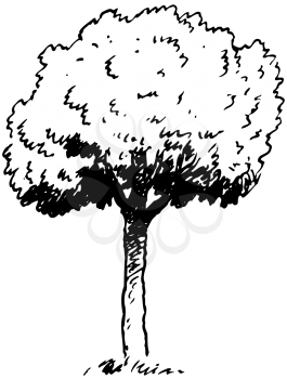 Royalty Free Clipart Image of a Tall Tree