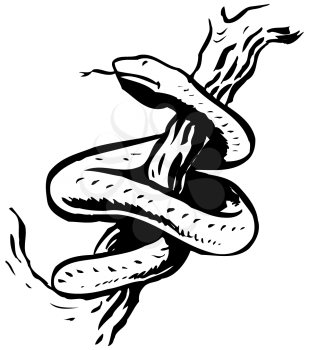 Royalty Free Clipart Image of a Tree Snake