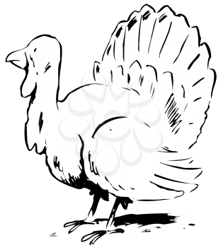 Royalty Free Clipart Image of a Turkey