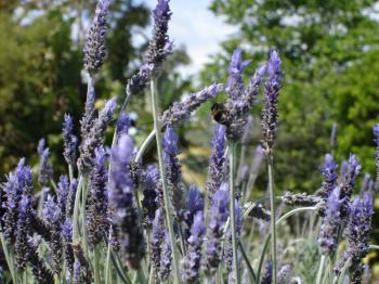 Royalty Free Photo of a Bee on Lavender