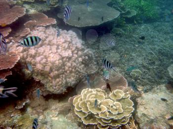 Royalty Free Photo of Tropical Fish and Coral