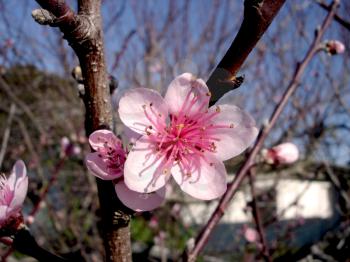 Royalty Free Photo of a Cherry Blossom
