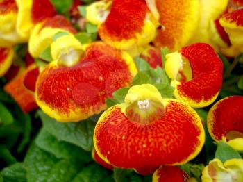 Royalty Free Photo of Yellow and Red Flowers