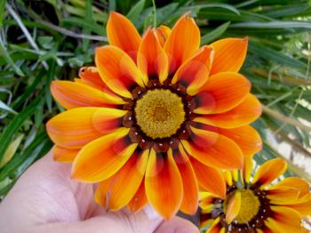 Royalty Free Photo of an Orange Flower