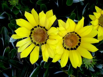 Royalty Free Photo of Two Yellow Flowers