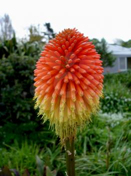 Royalty Free Photo of a Spiky Flower