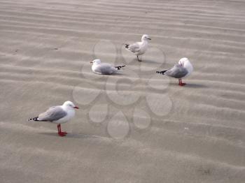 Royalty Free Photo of Seagulls on the Sand