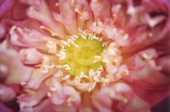 Royalty Free Photo of a Closeup of a Pink Flower