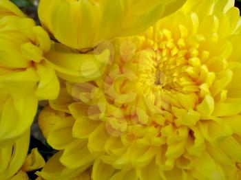 Royalty Free Photo of a Yellow Flower Close Up