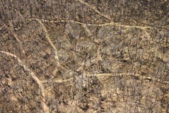 Royalty Free Photo of an Aerial View of Several Dirt Roads Intersecting in a Wooded Area With Bare Trees in Pennsylvania