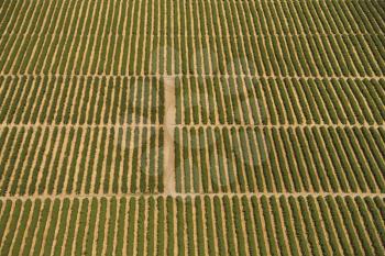 Royalty Free Photo of an Aerial View of a Farmland With Rows of Crops
