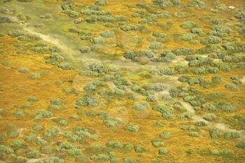 Royalty Free Photo of an Aerial of a Grassland and Growing Shrubs With a Path in Rural California, USA