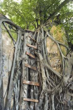 Royalty Free Photo of a Ladder Intertwined with Banyan Tree in Maui, Hawaii, USA