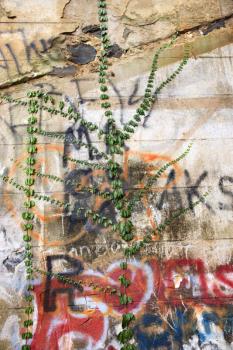 Royalty Free Photo of a Concrete Wall Covered With Graffiti and Plant Growth