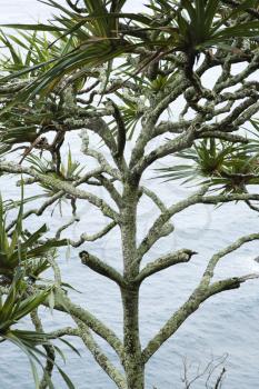 Royalty Free Photo of a Lahala Tree by the Water in Maui, Hawaii, USA
