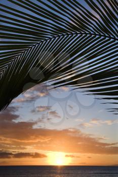 Royalty Free Photo of a Sunset Sky Framed by Palm Fronds Over the Pacific Ocean in Kihei, Maui, Hawaii, USA