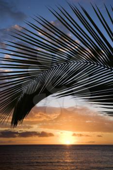 Royalty Free Photo of a Sunset Sky Framed by Palm Fronds Over the Pacific Ocean in Kihei, Maui, Hawaii, USA