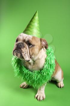 Royalty Free Photo of an English Bulldog Wearing a Party Hat