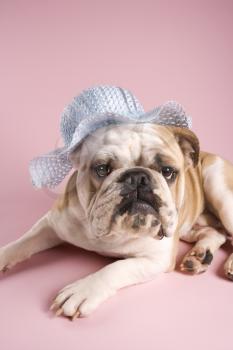 Royalty Free Photo of an Unenthusiastic English Bulldog Wearing a Bonnet