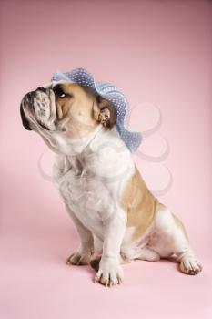 Royalty Free Photo of an English Bulldog Wearing a Bonnet