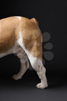 Rear legs of English Bulldog standing on grey background.