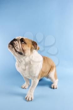 Royalty Free Photo of an English Bulldog
